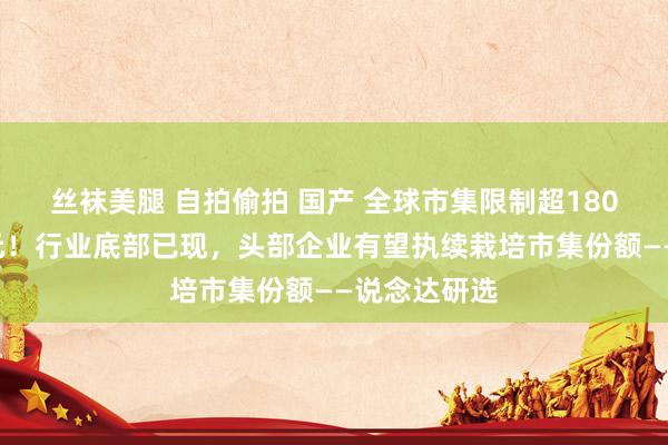 丝袜美腿 自拍偷拍 国产 全球市集限制超1800亿好意思元！行业底部已现，头部企业有望执续栽培市集份额——说念达研选